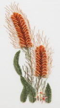 ED1705 Grevillea Pattern