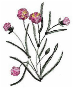 Brazilian Embroidery Pattern-Carnation